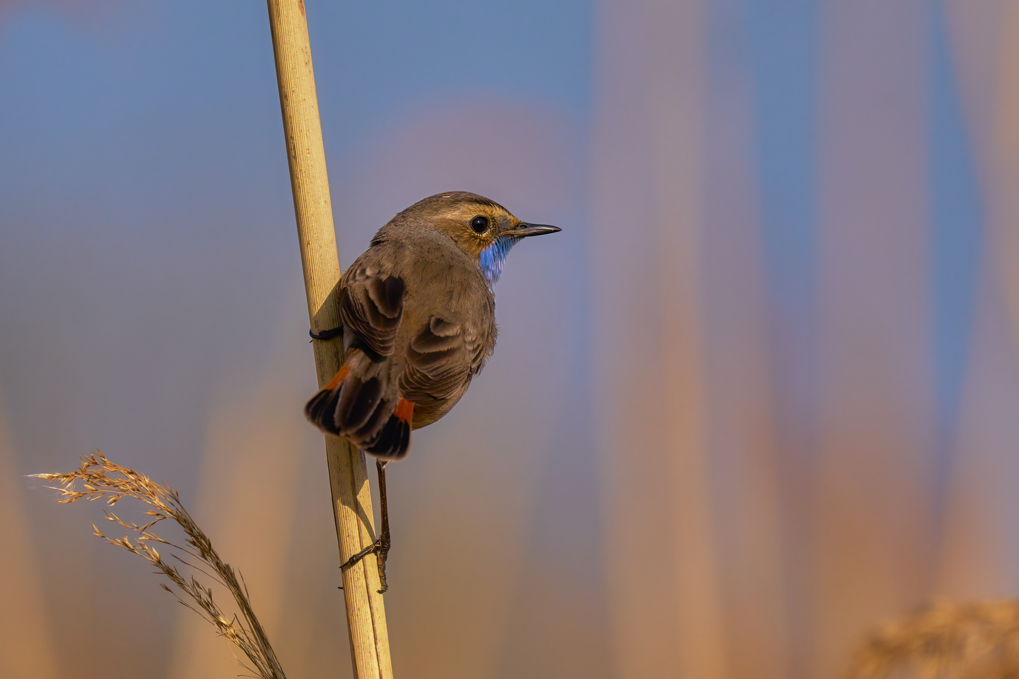 Blaukehlchen am Morgen