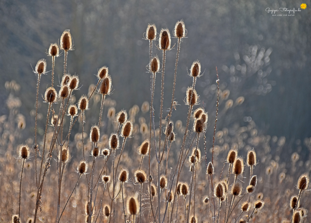 Wilde Karde ...