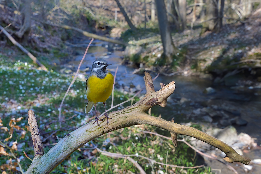 Bachtalfrühling