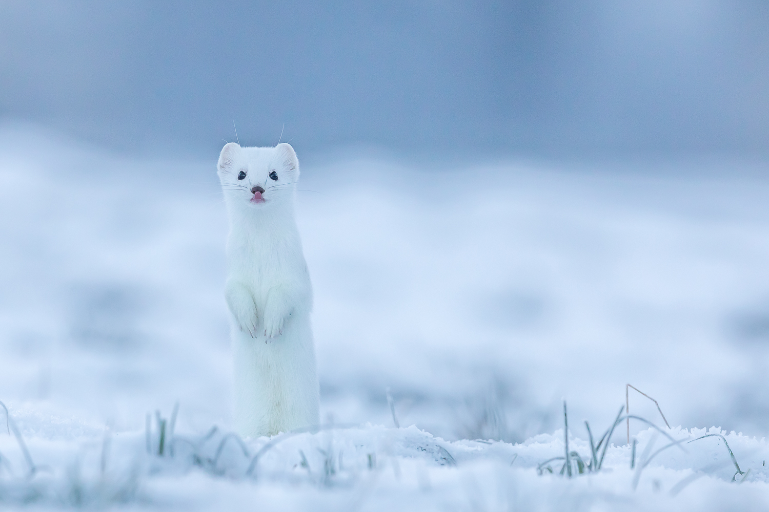 Schnee bis ins Tal
