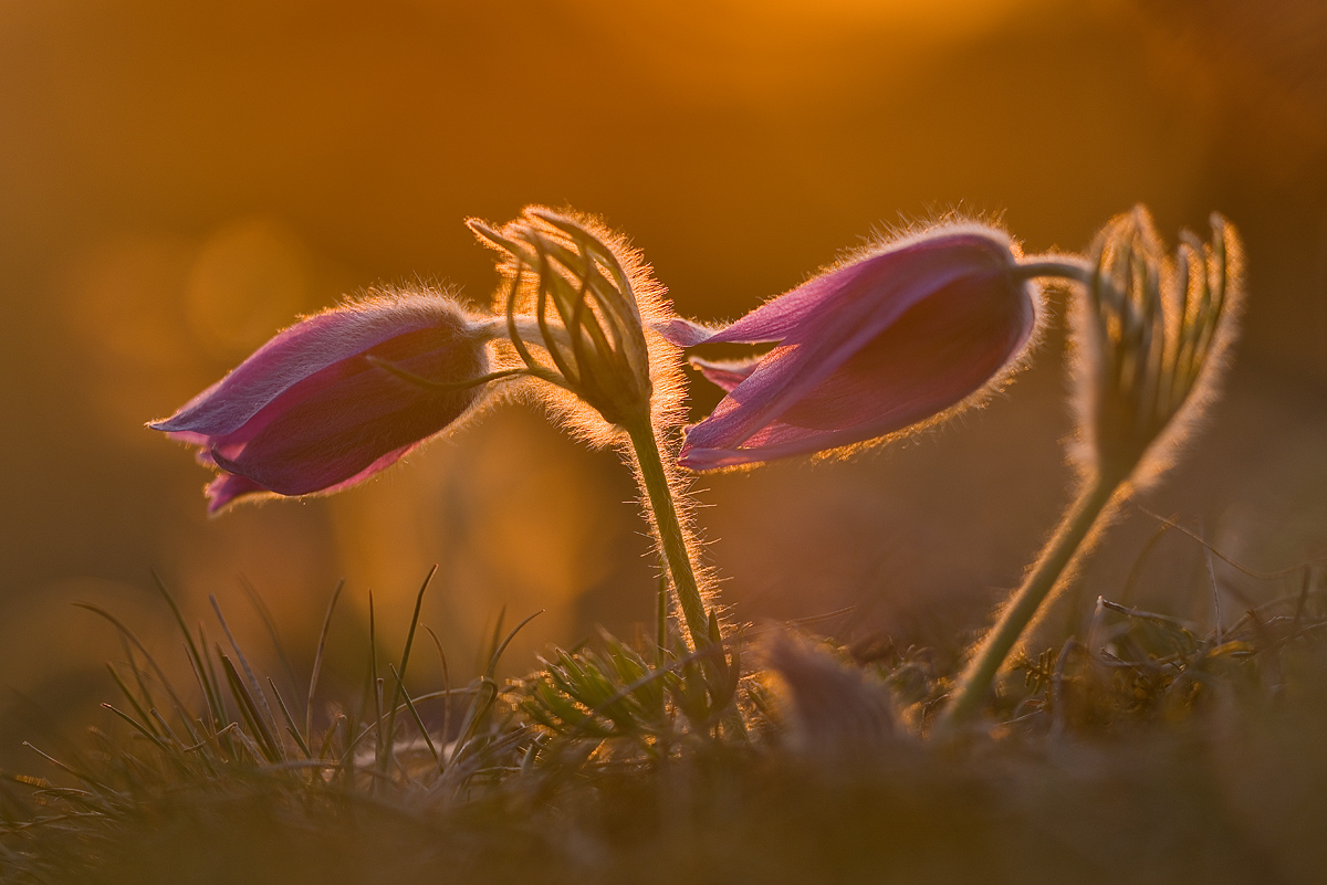 Abend-gold