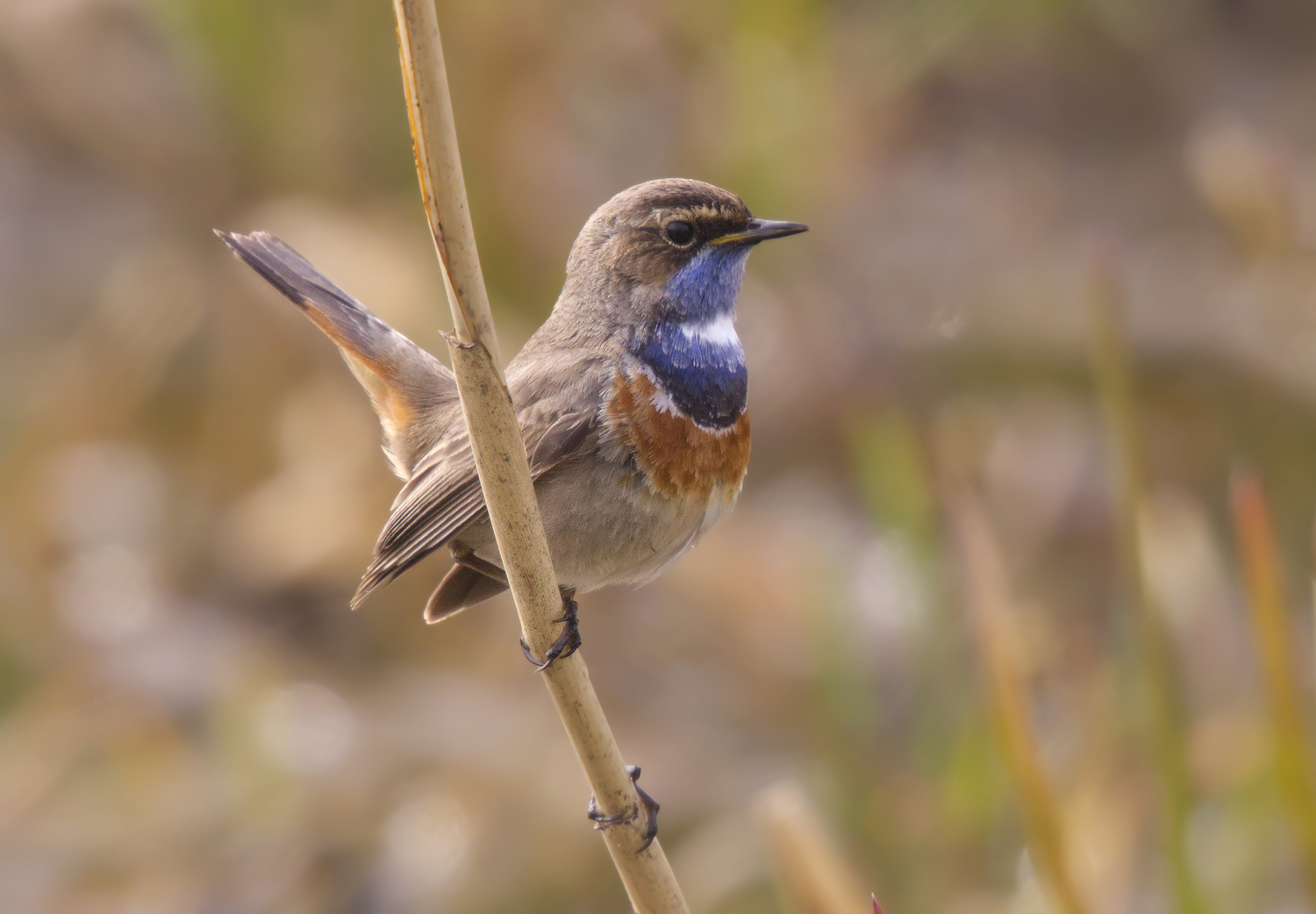Weißsterniges Blaukehlchen