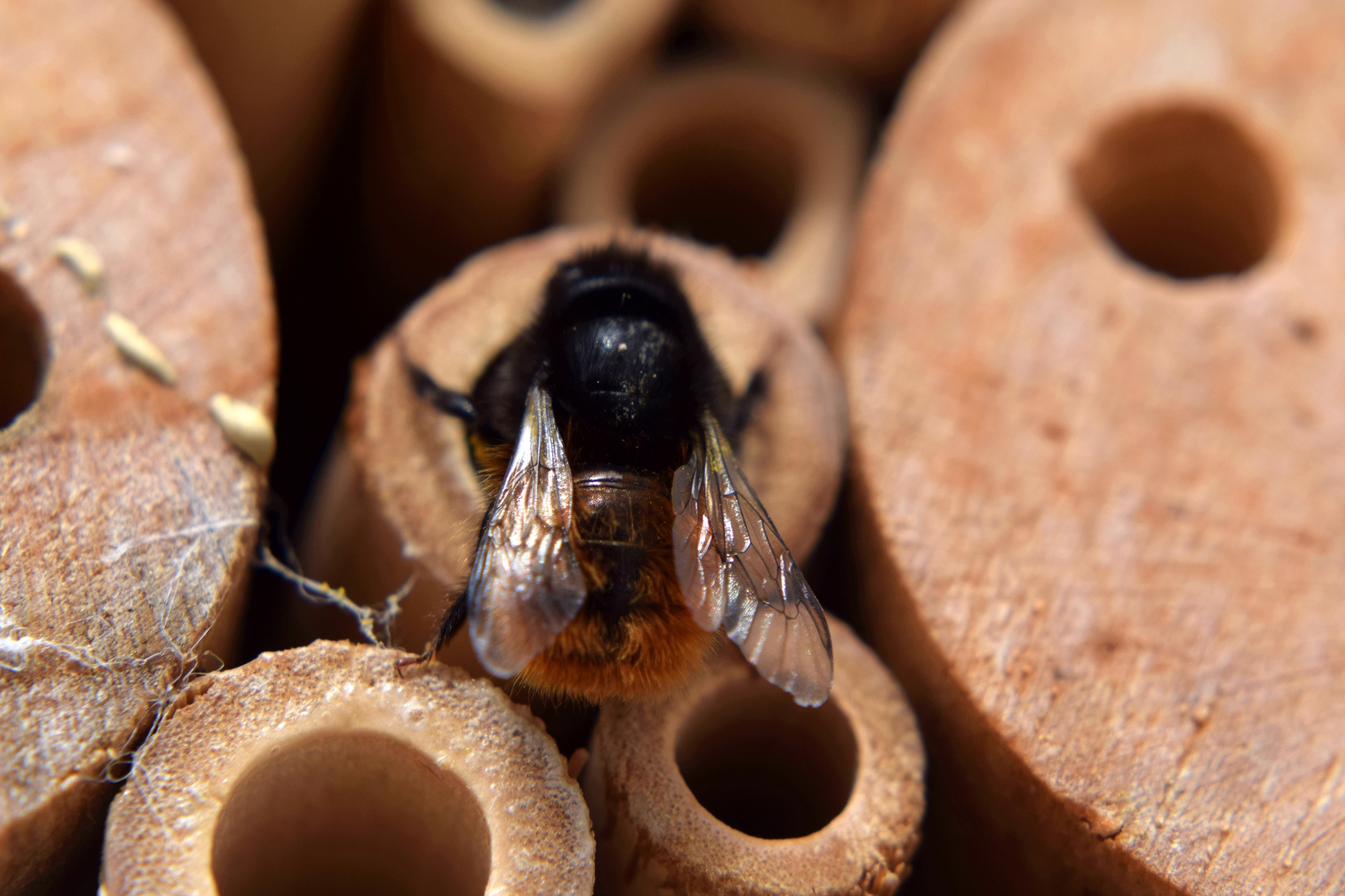 Besuch an meinem Insektenhotel