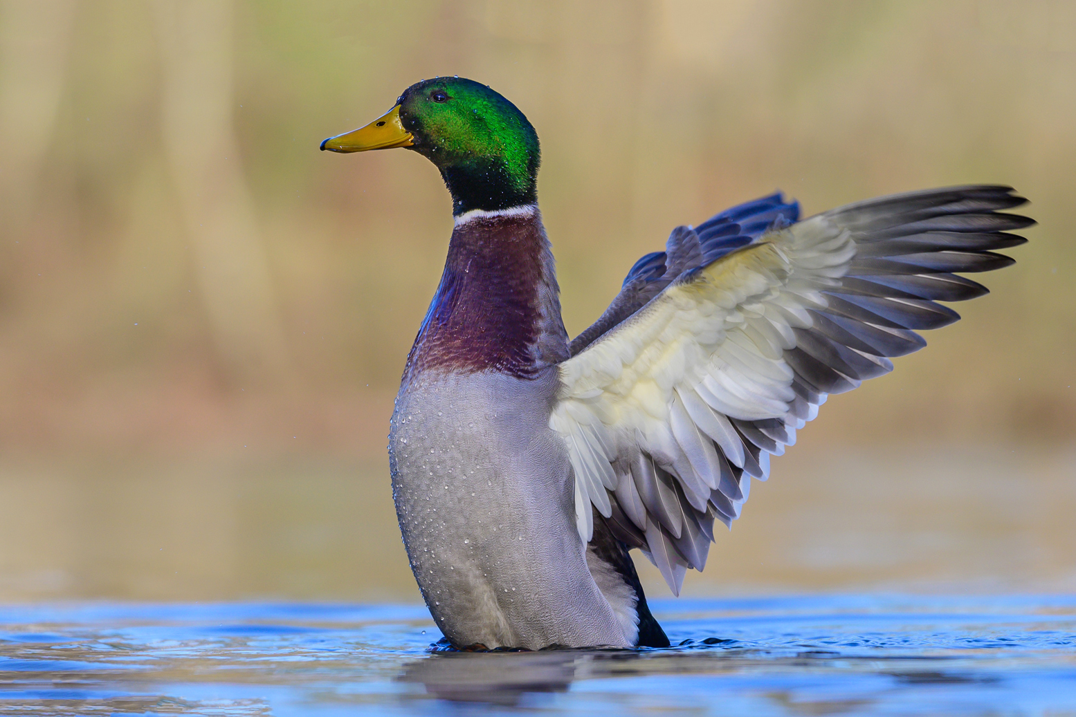 Stockentenerpel (Anas platyrhynchos)