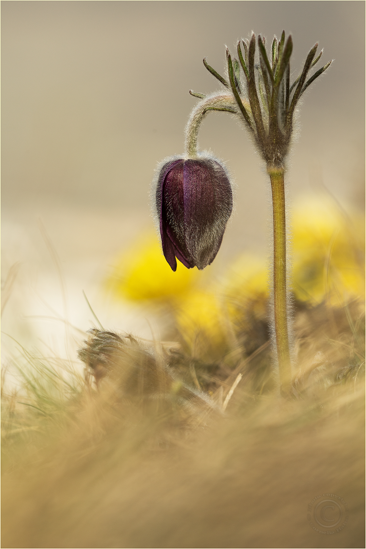 Berg-Küchenschelle (Pulsatilla montana)