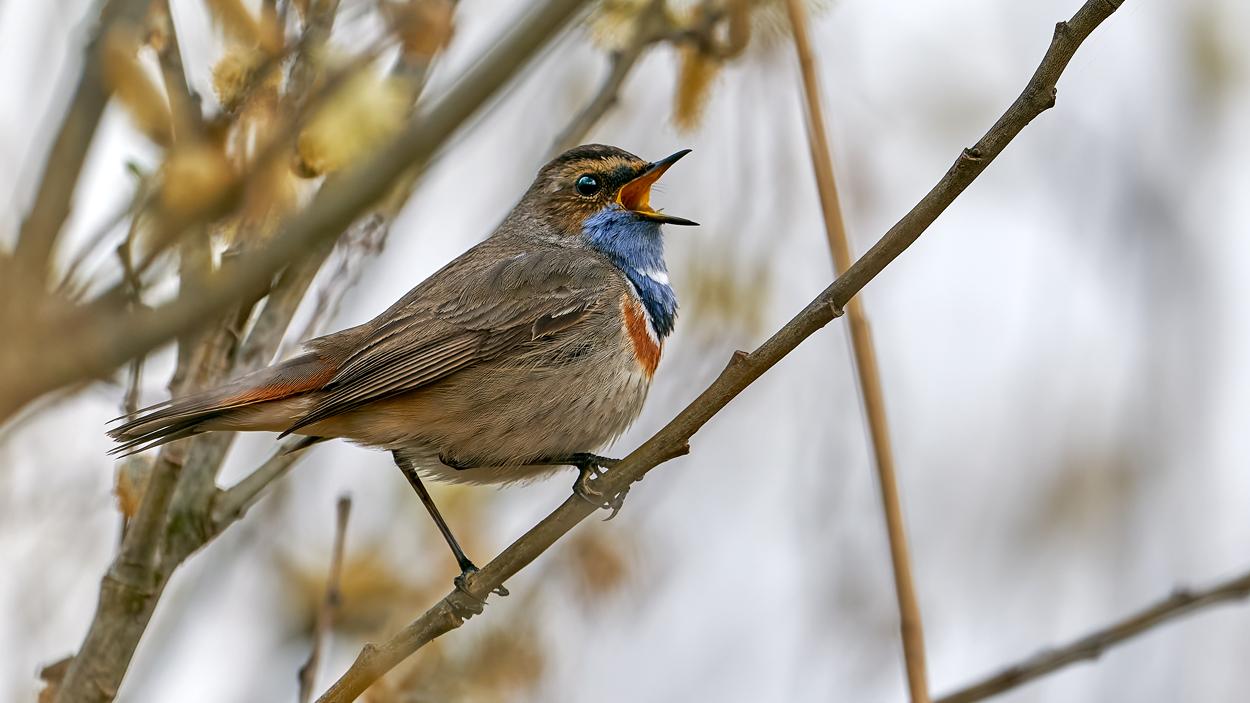 Blaukehlchen am singen