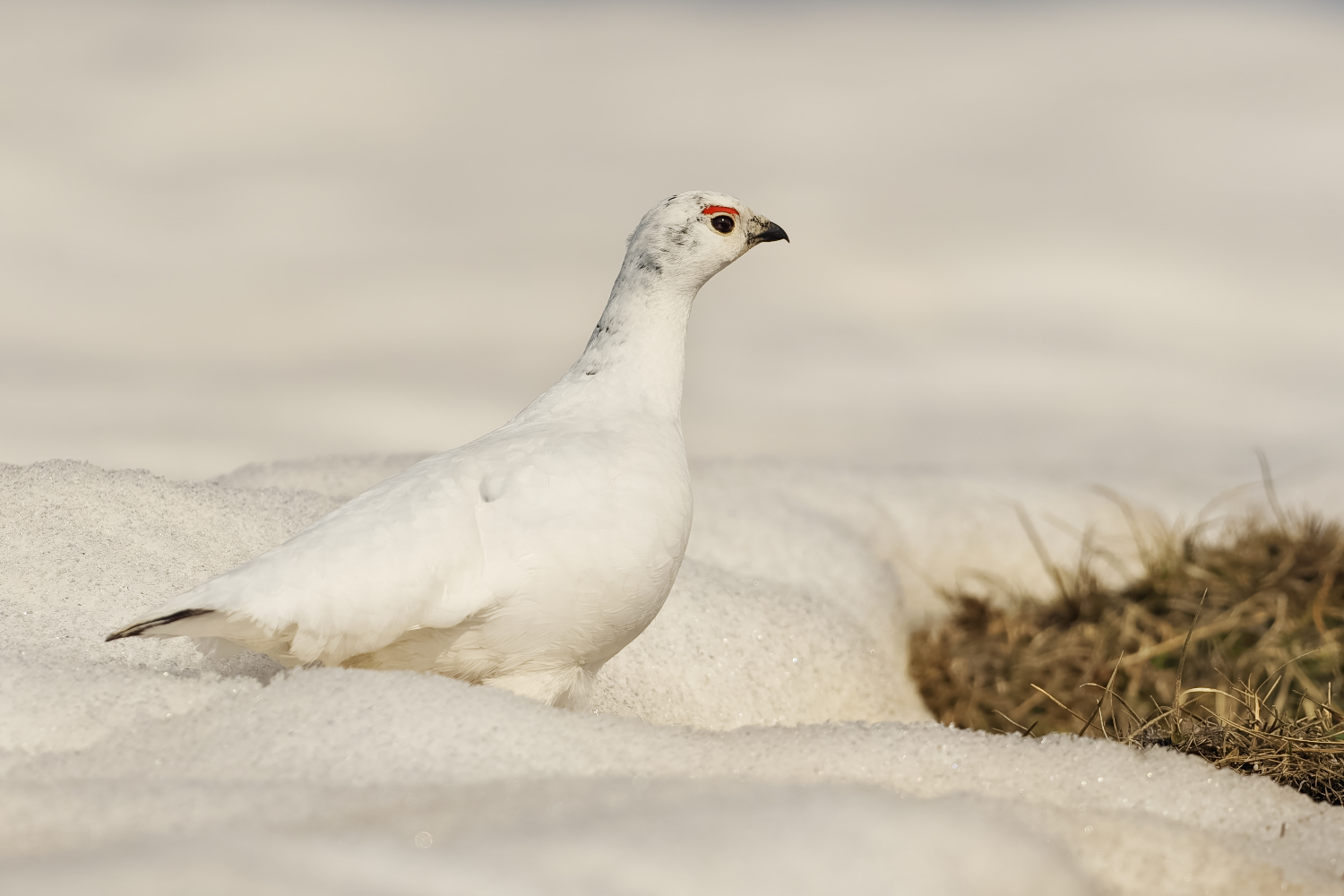 Schneehuhn