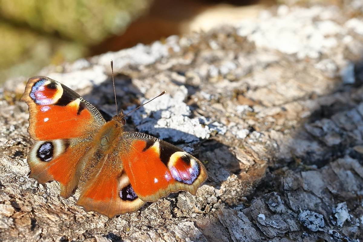 Einfach Frühling