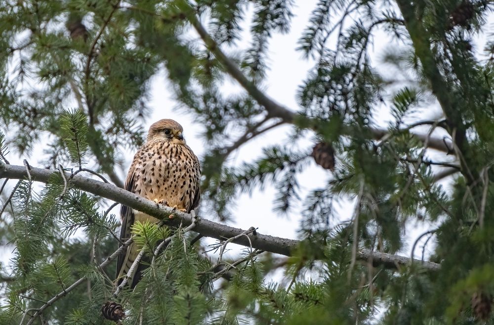 Der Turmfalke
