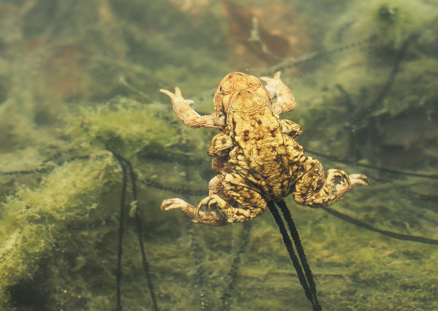 Huckepack unter Wasser