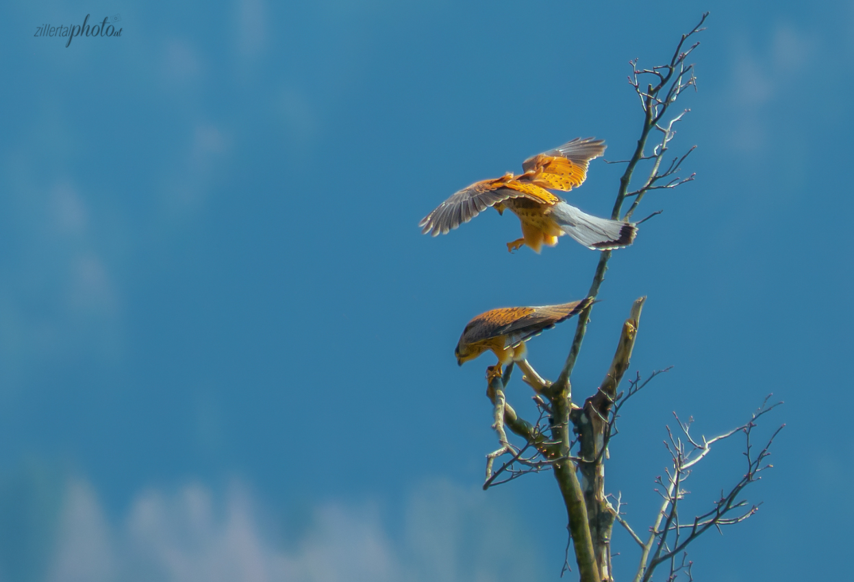 Frühling liegt in der Luft