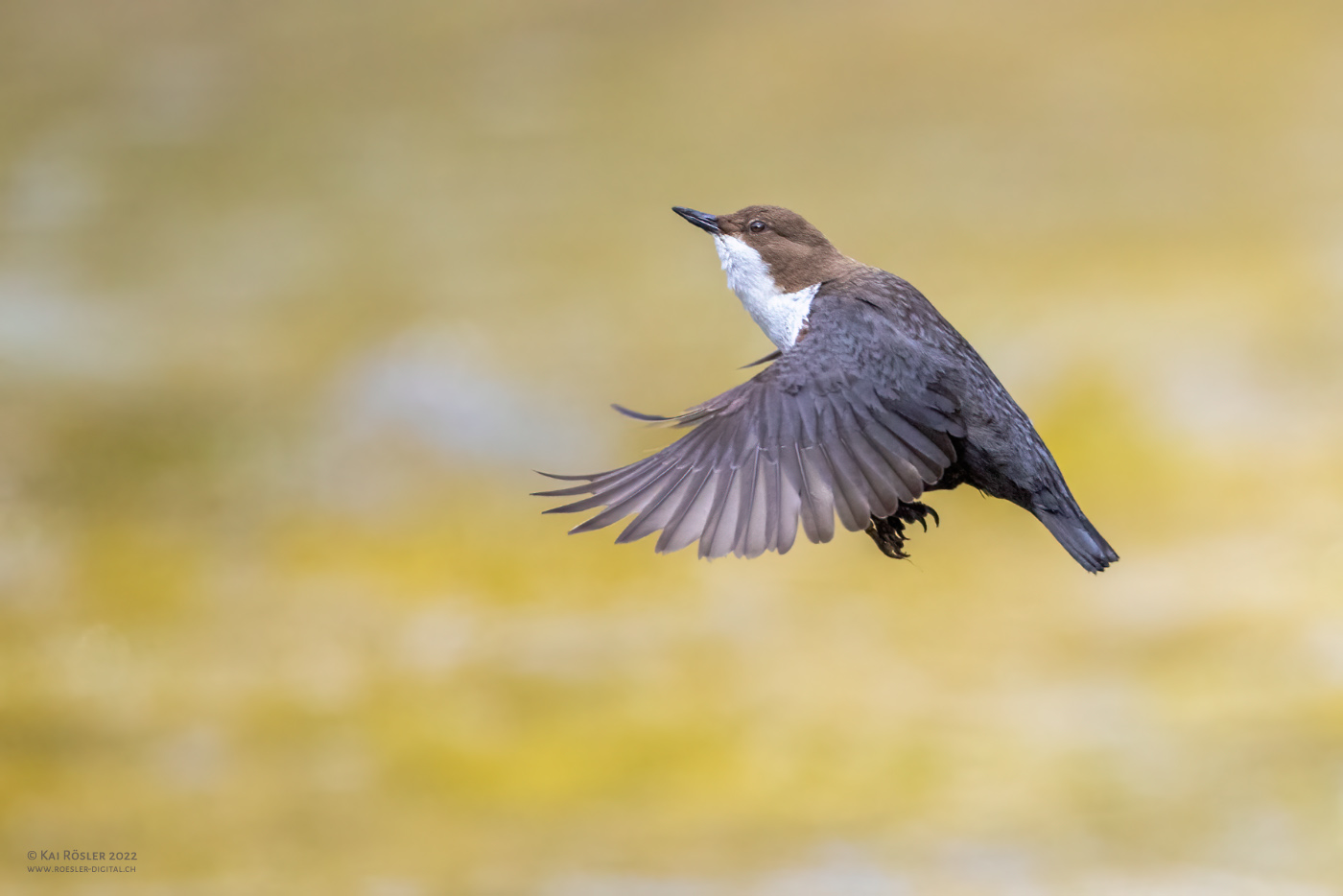 Anflug