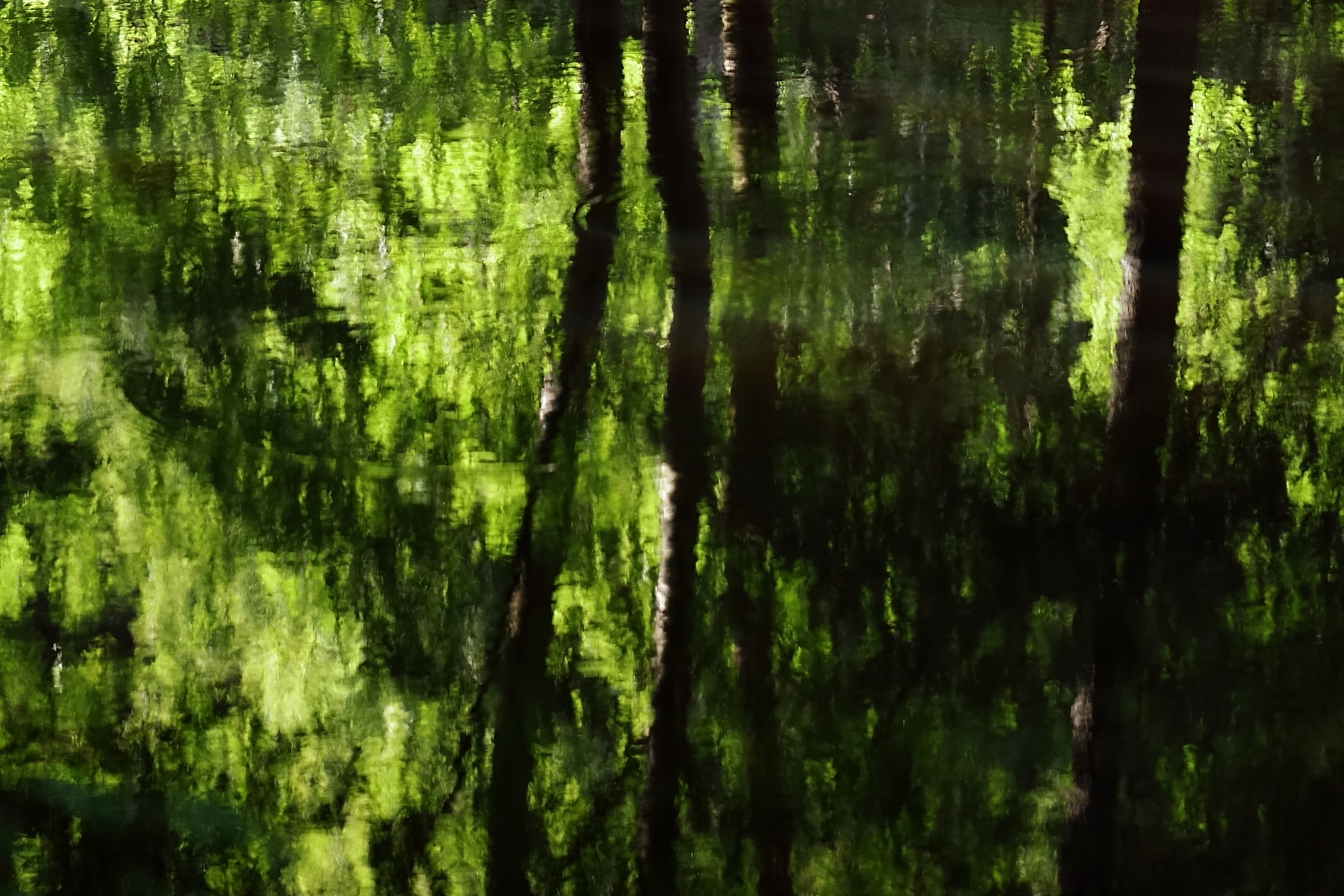 Waldteich-Impression
