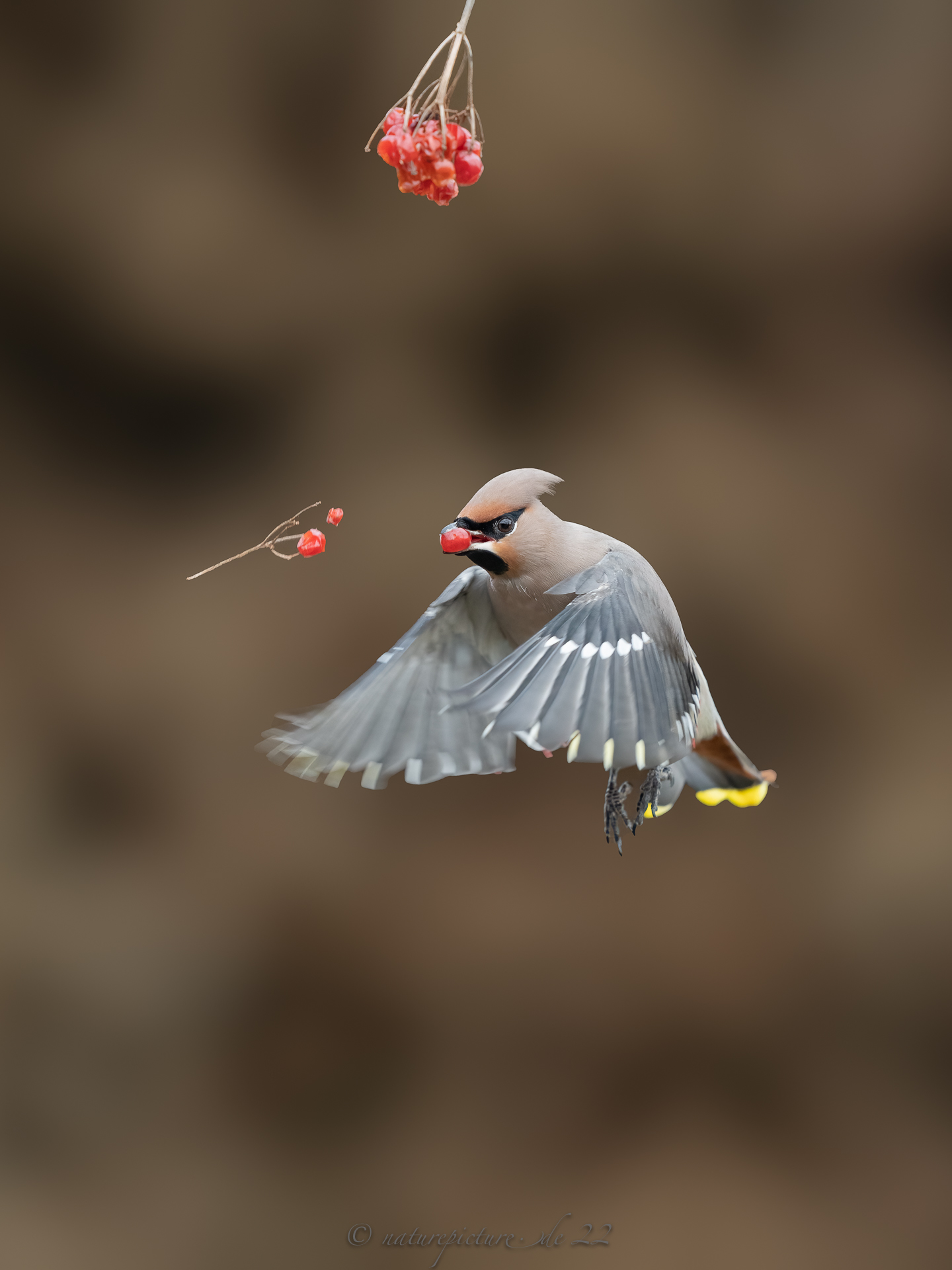 Der Pestvogel Seidenschwanz