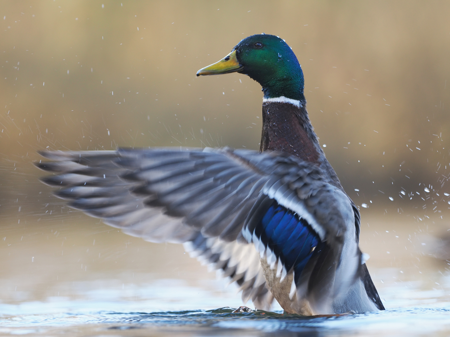 Stockentenerpel (Anas platyrhynchos)