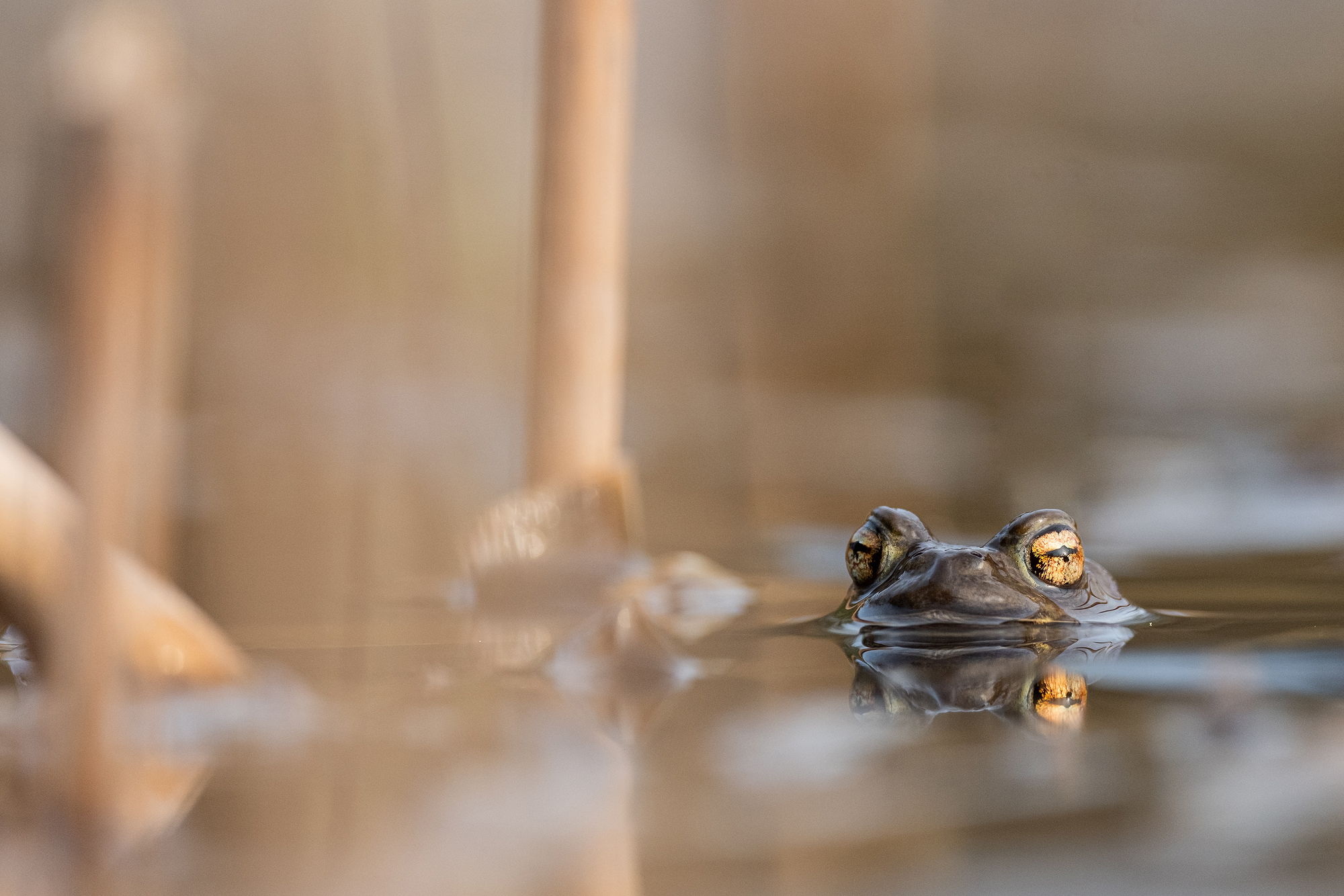 Versteckt im Schilf