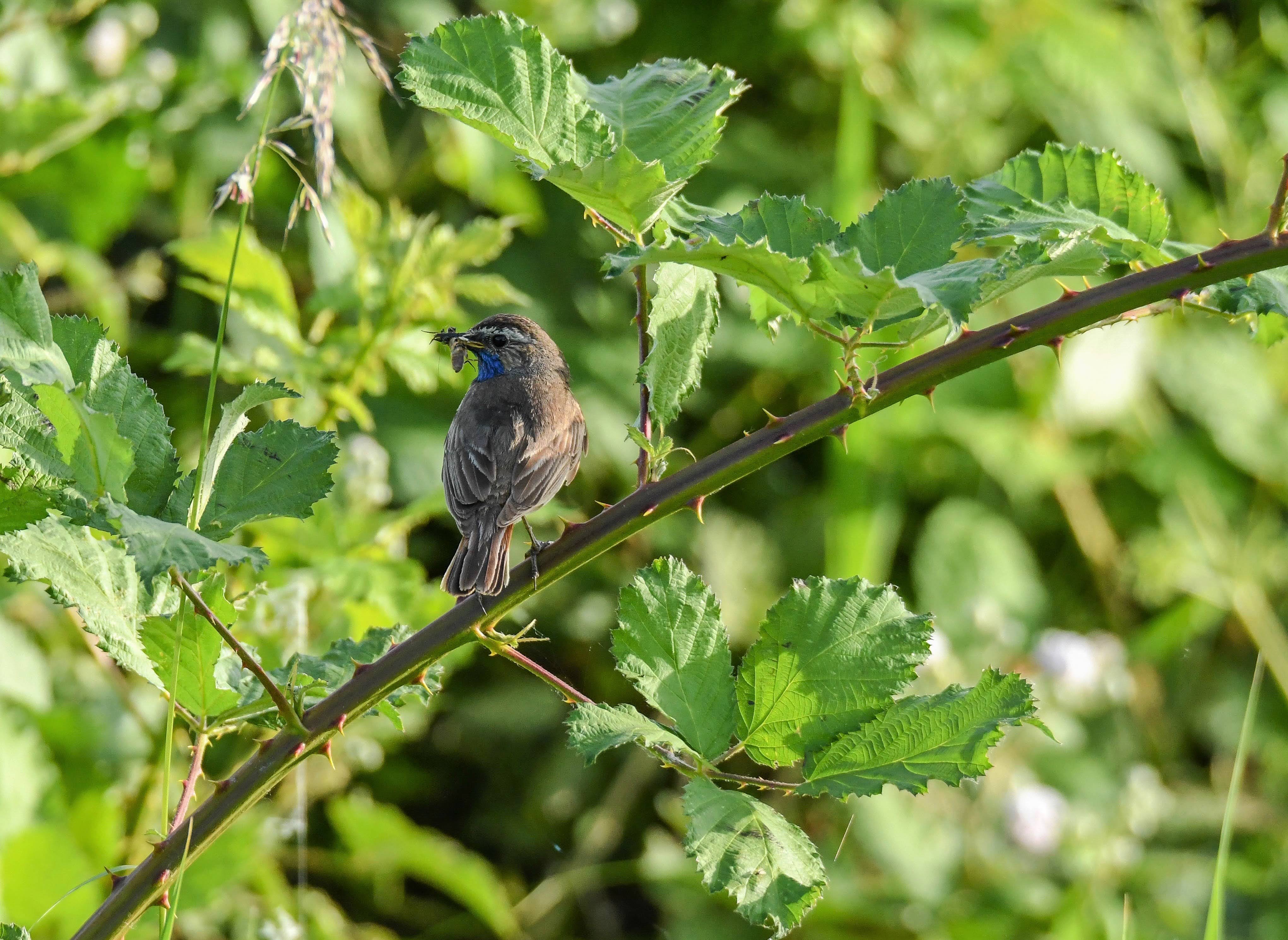 Blaukehlchen