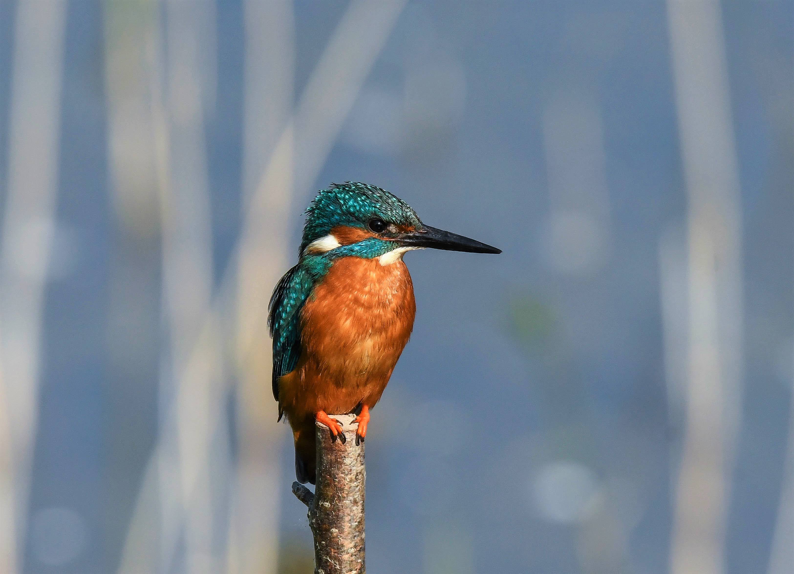 Eisvogel