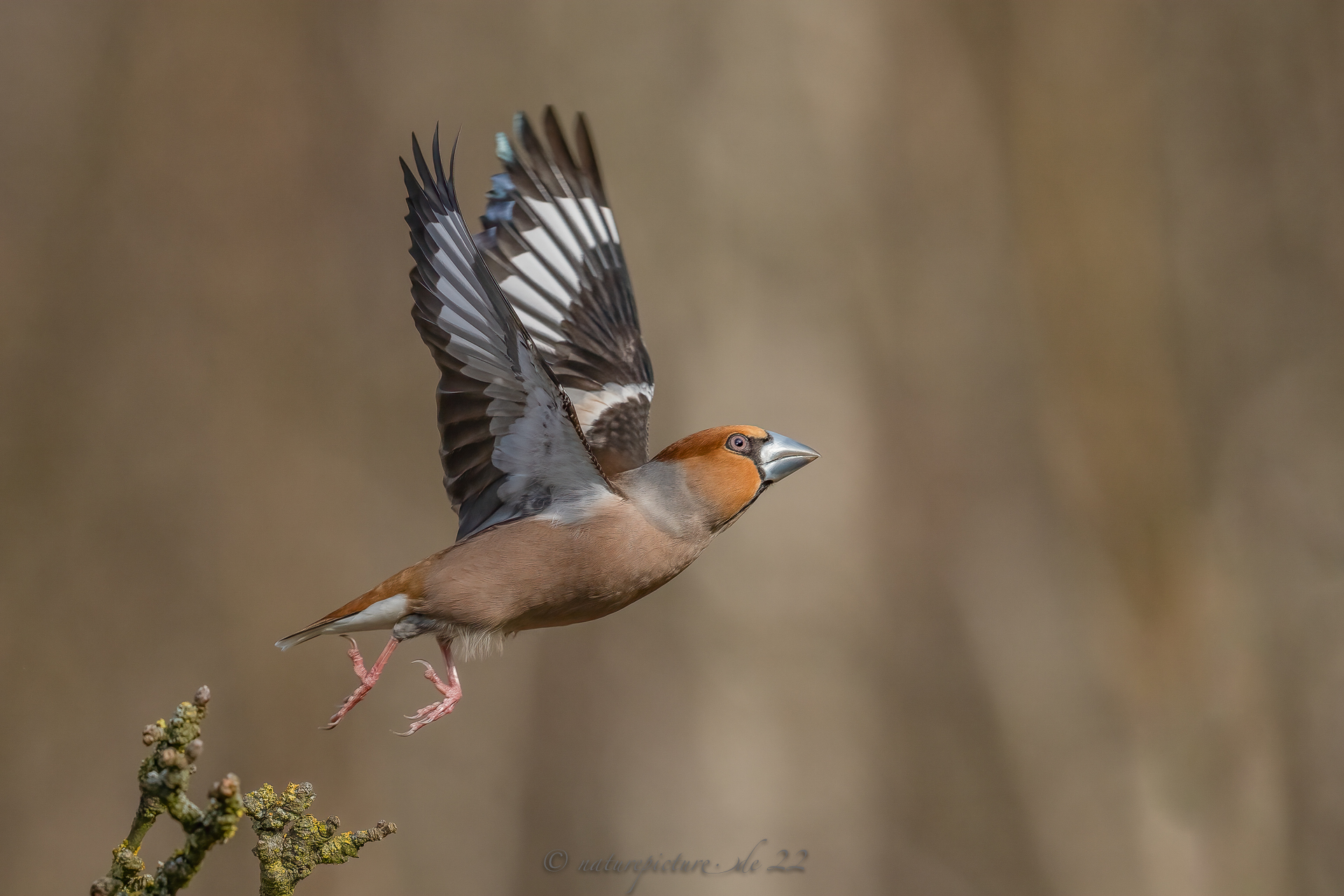 Abflug des Finkenkönigs