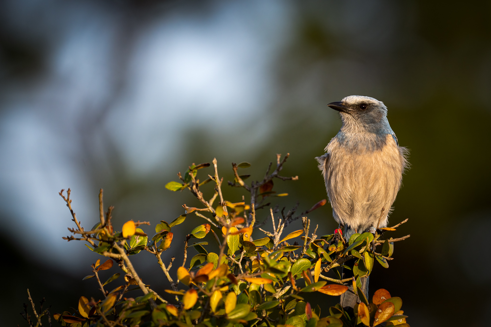 Scrub Jay