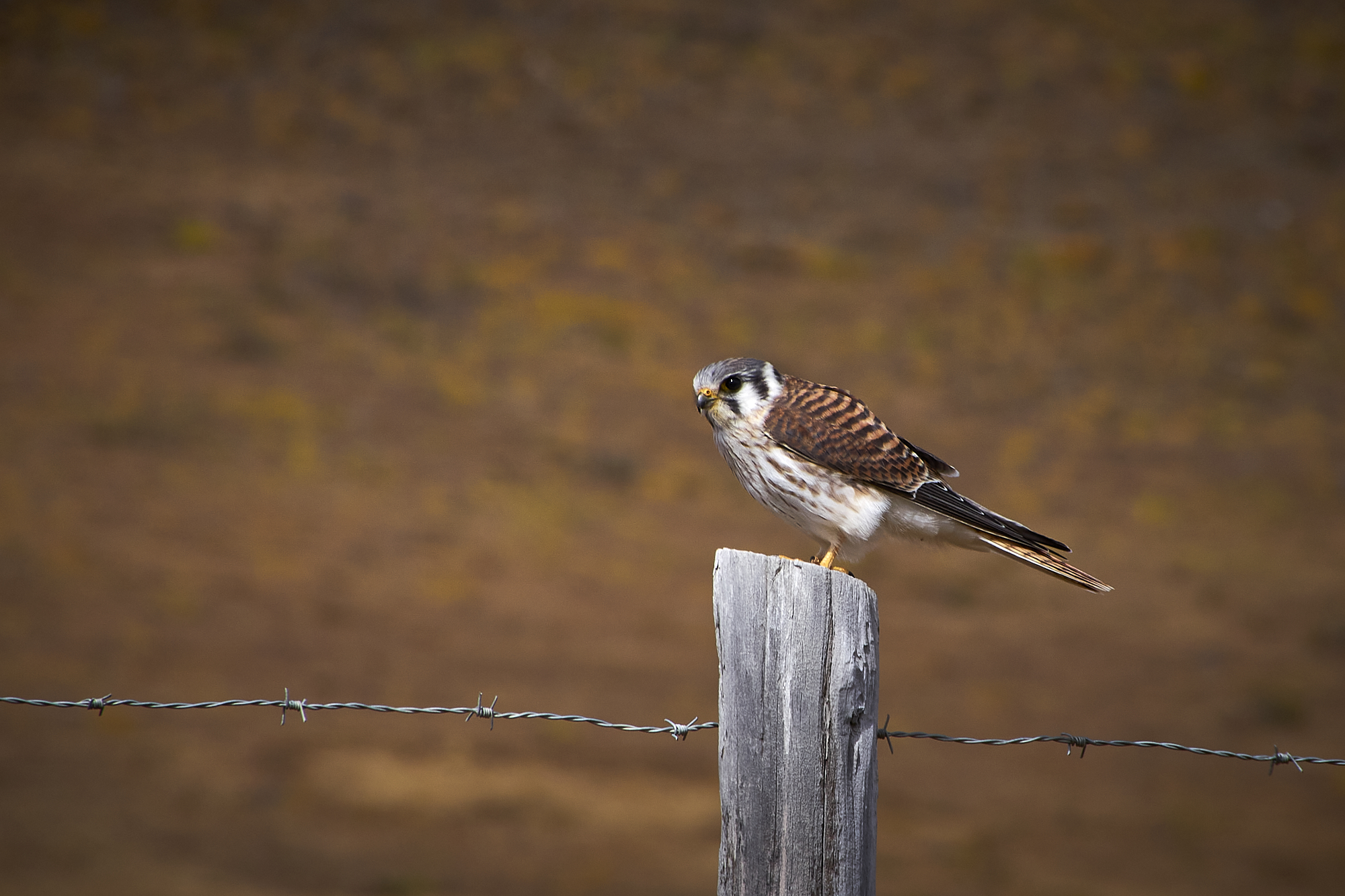 Buntfalke