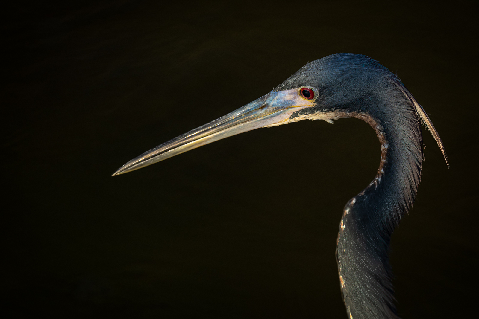 Portait Dreifarbenreiher