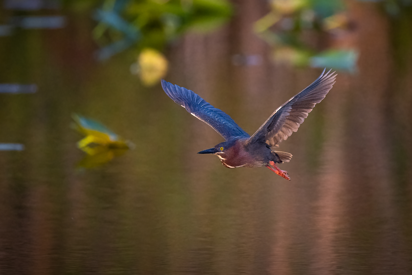 Grünreiher im Flug