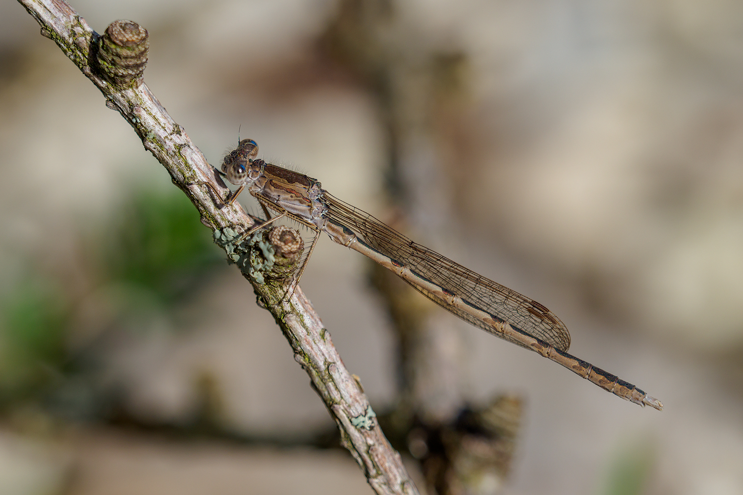 Sibirische Winterlibelle (Männchen)