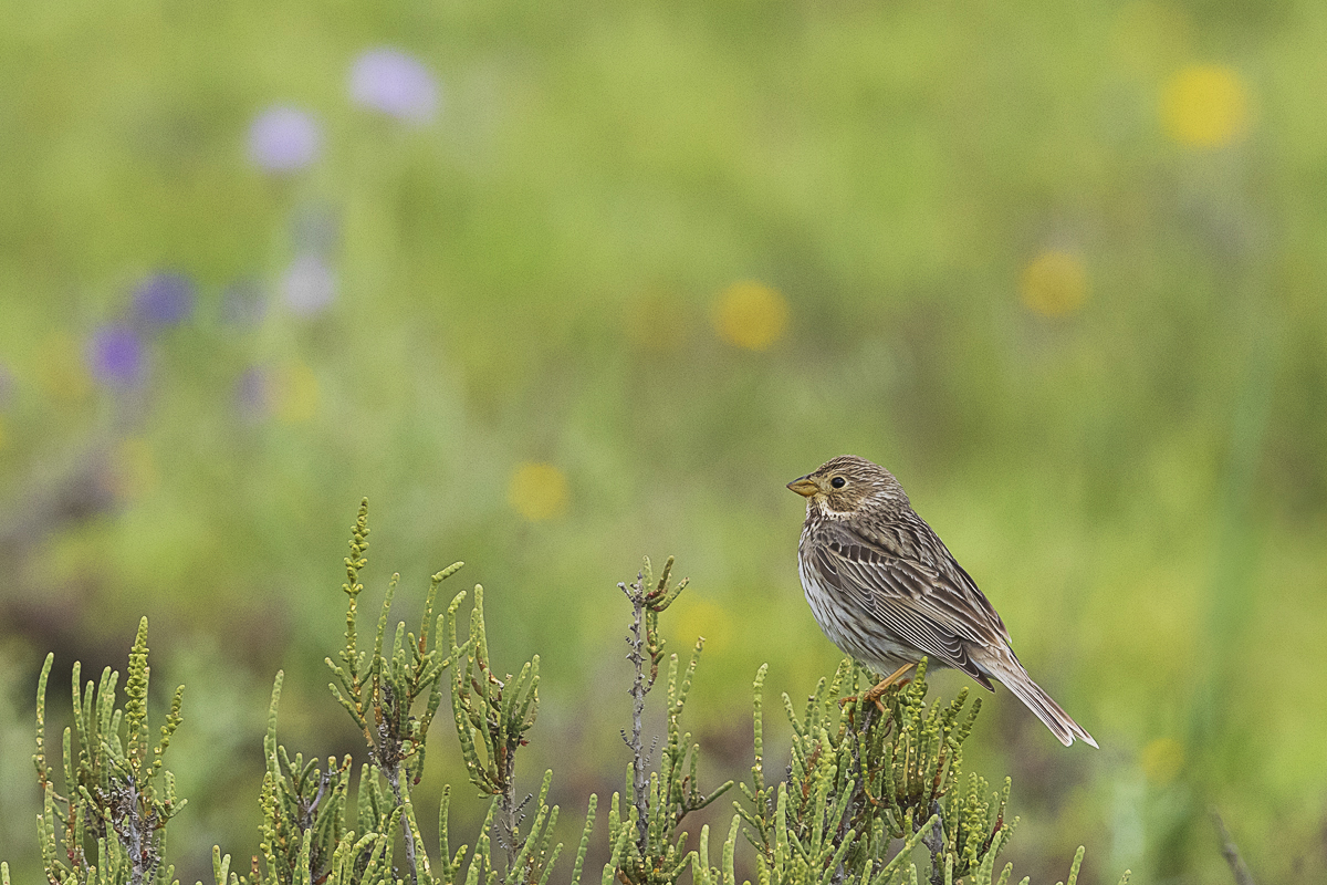 Grauammer – Emberiza calandra