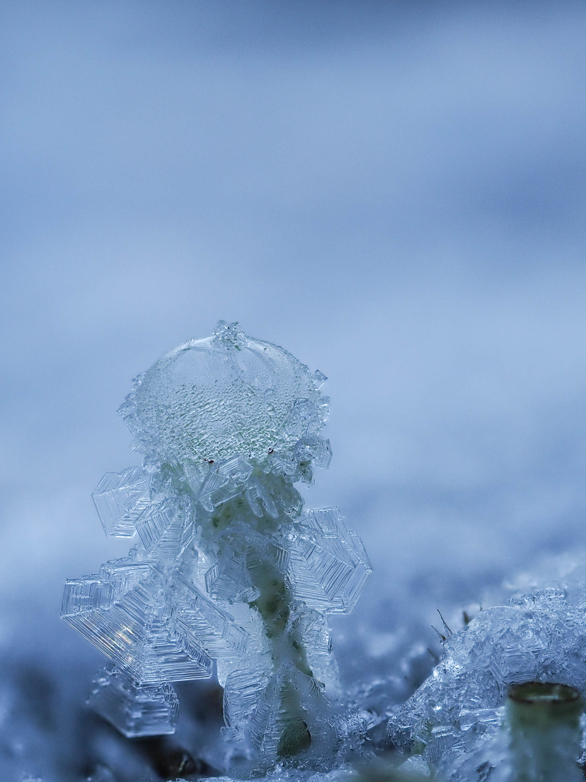 Eisflechte