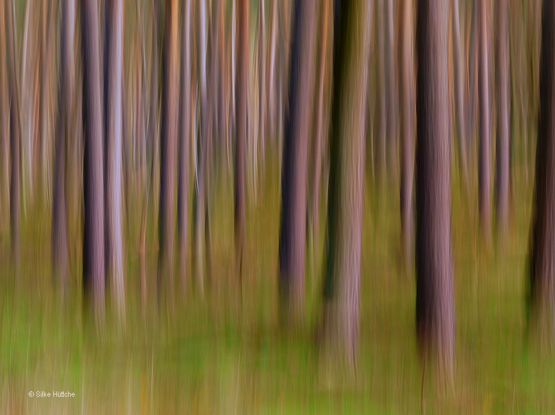 Frühling im Kiefernwald