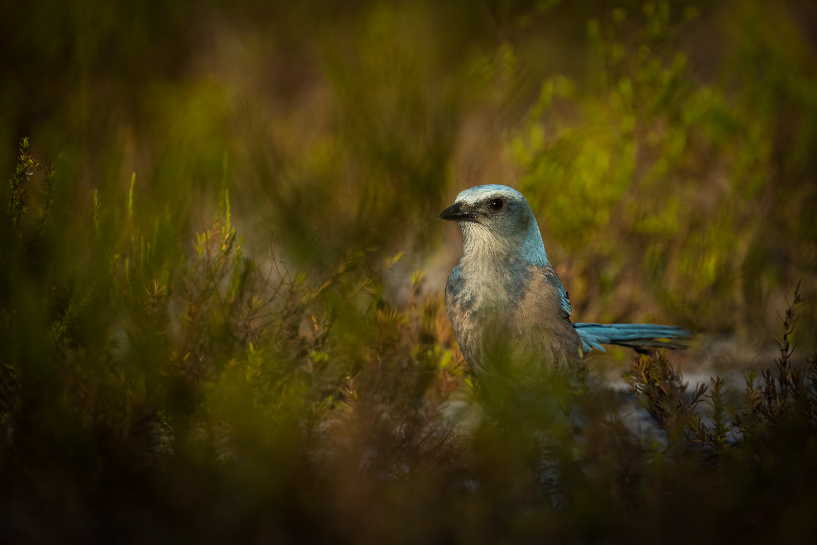 Der Neugierige Scrub Jay