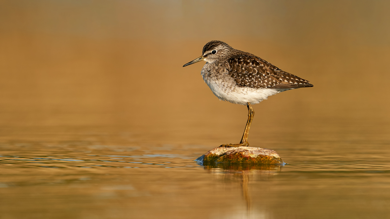 Bruchwasserläufer in der Abendsonne