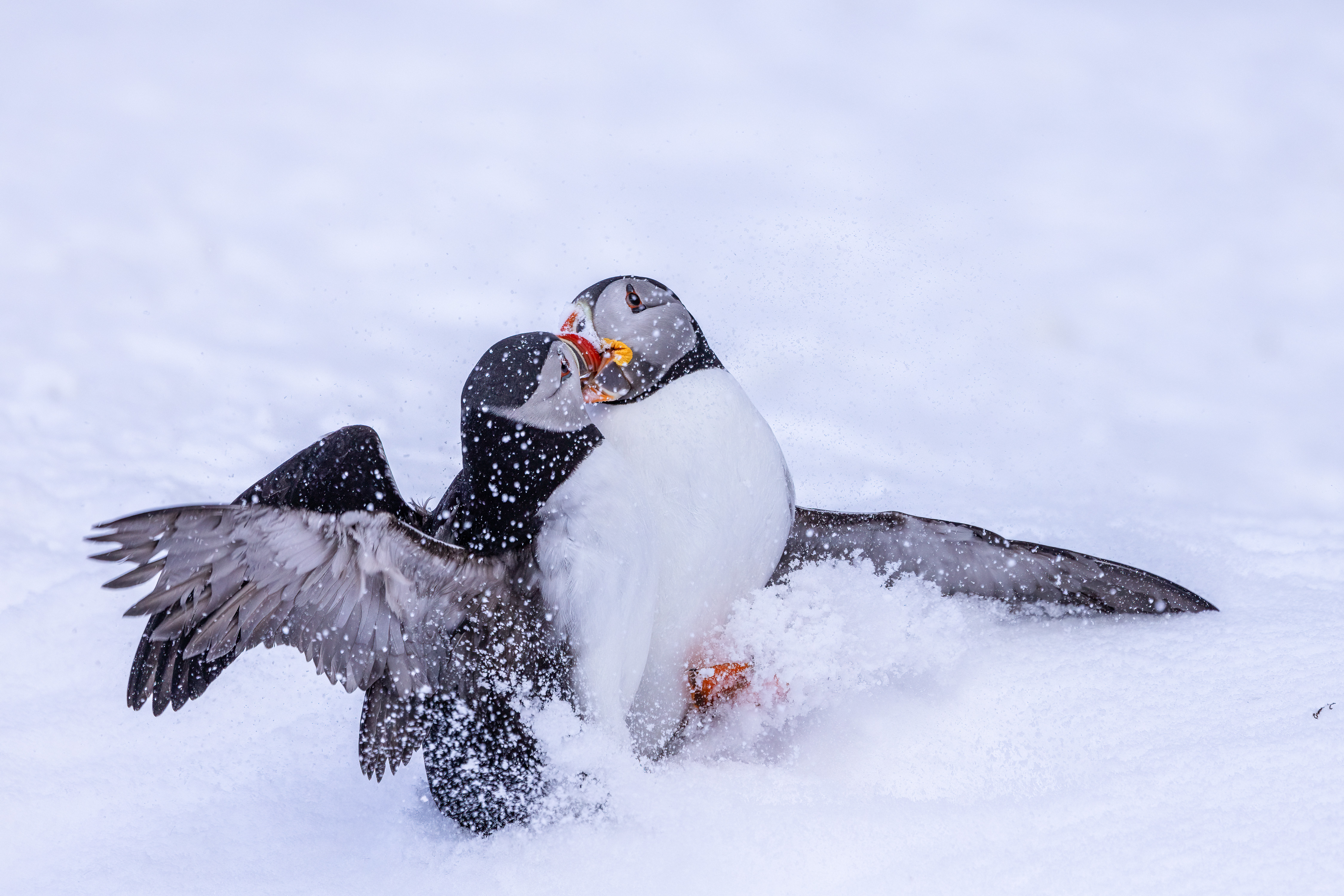 Fightin´ Puffins