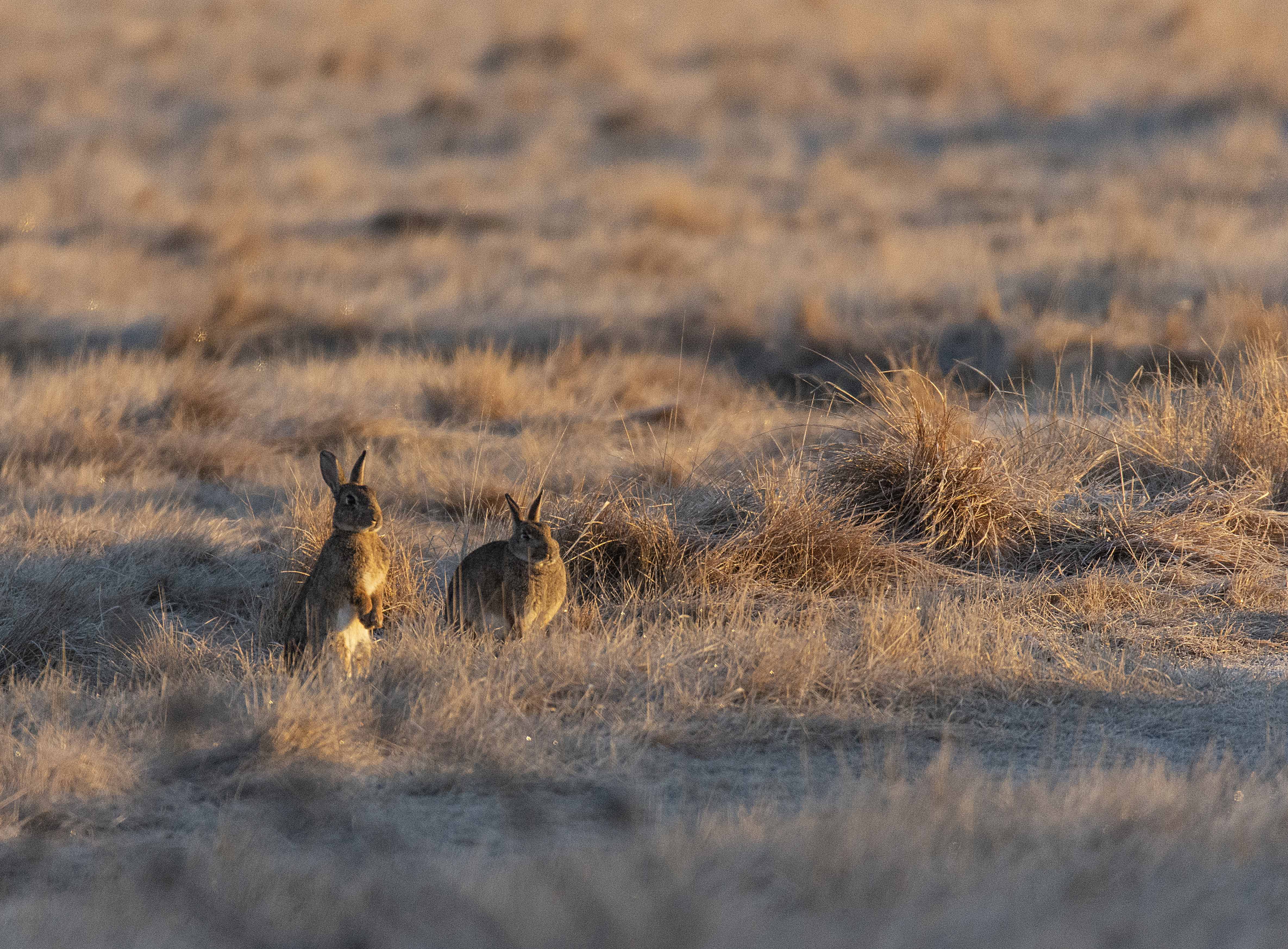 Wildkaninchen gucken in die Sonne