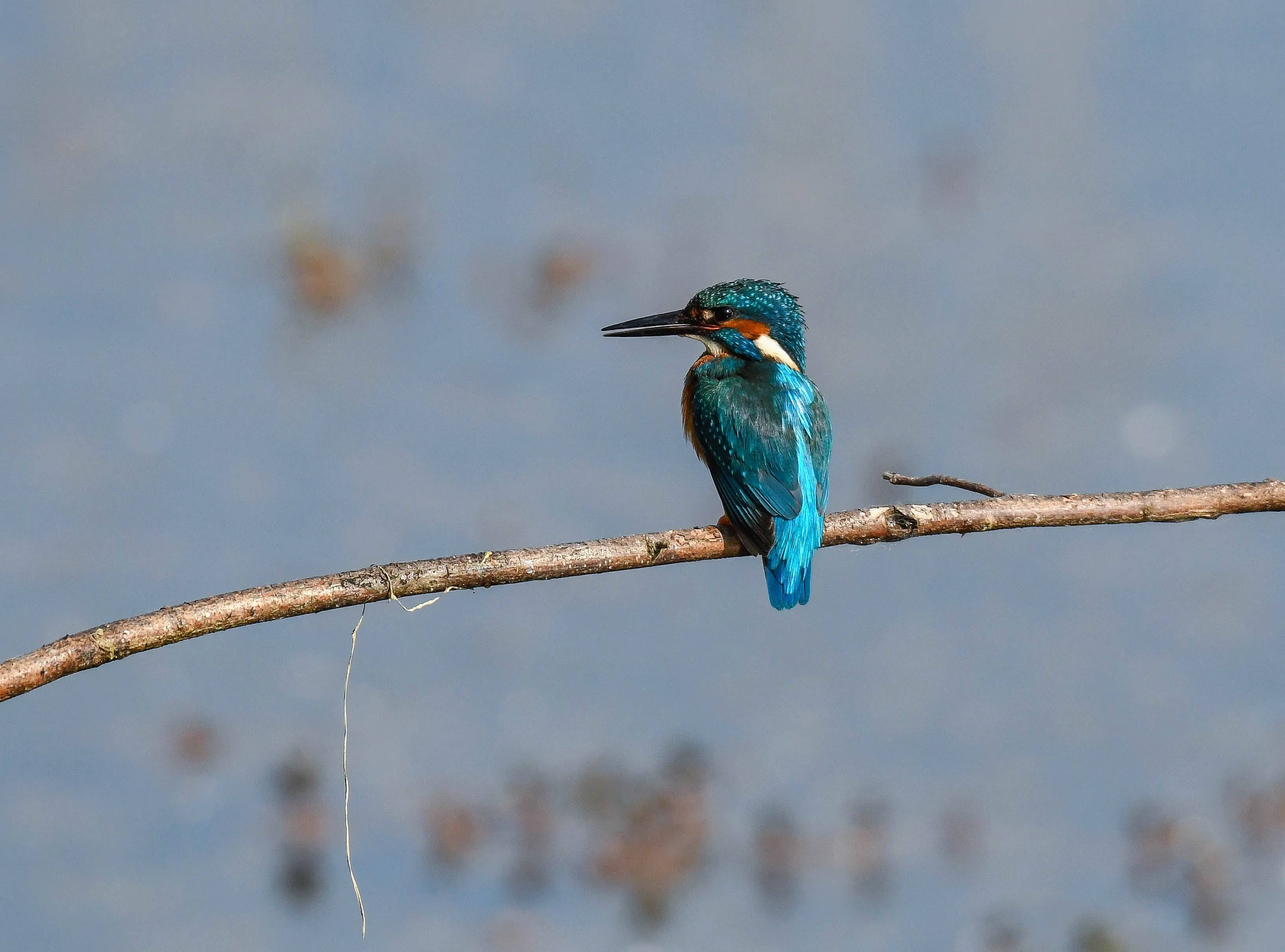 Eisvogel auf seinem Ansitzast