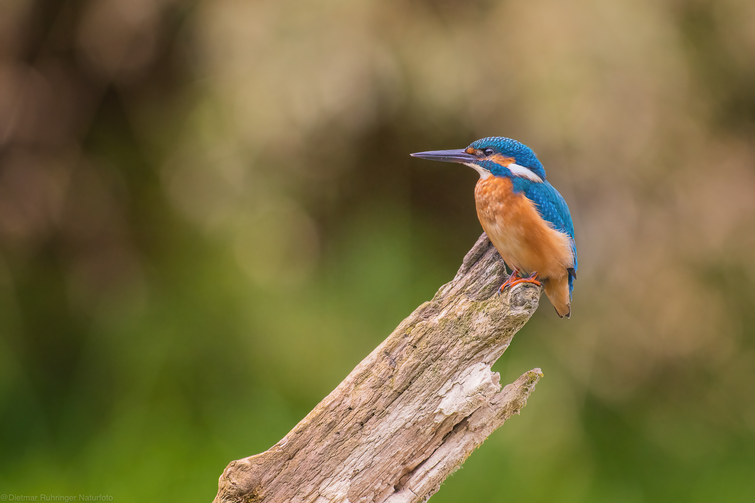 Kingfisher