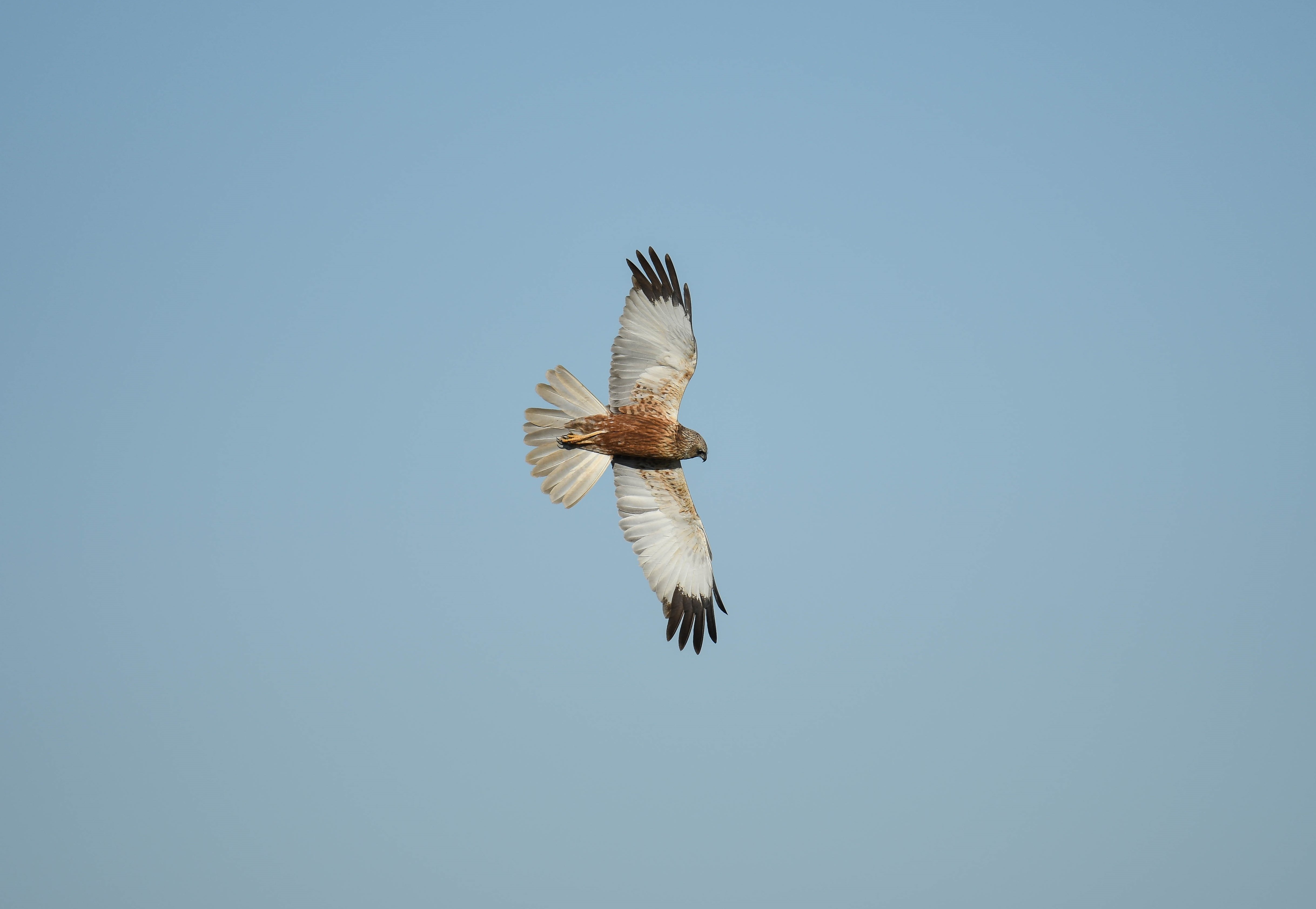 Rohrweihe im Flug