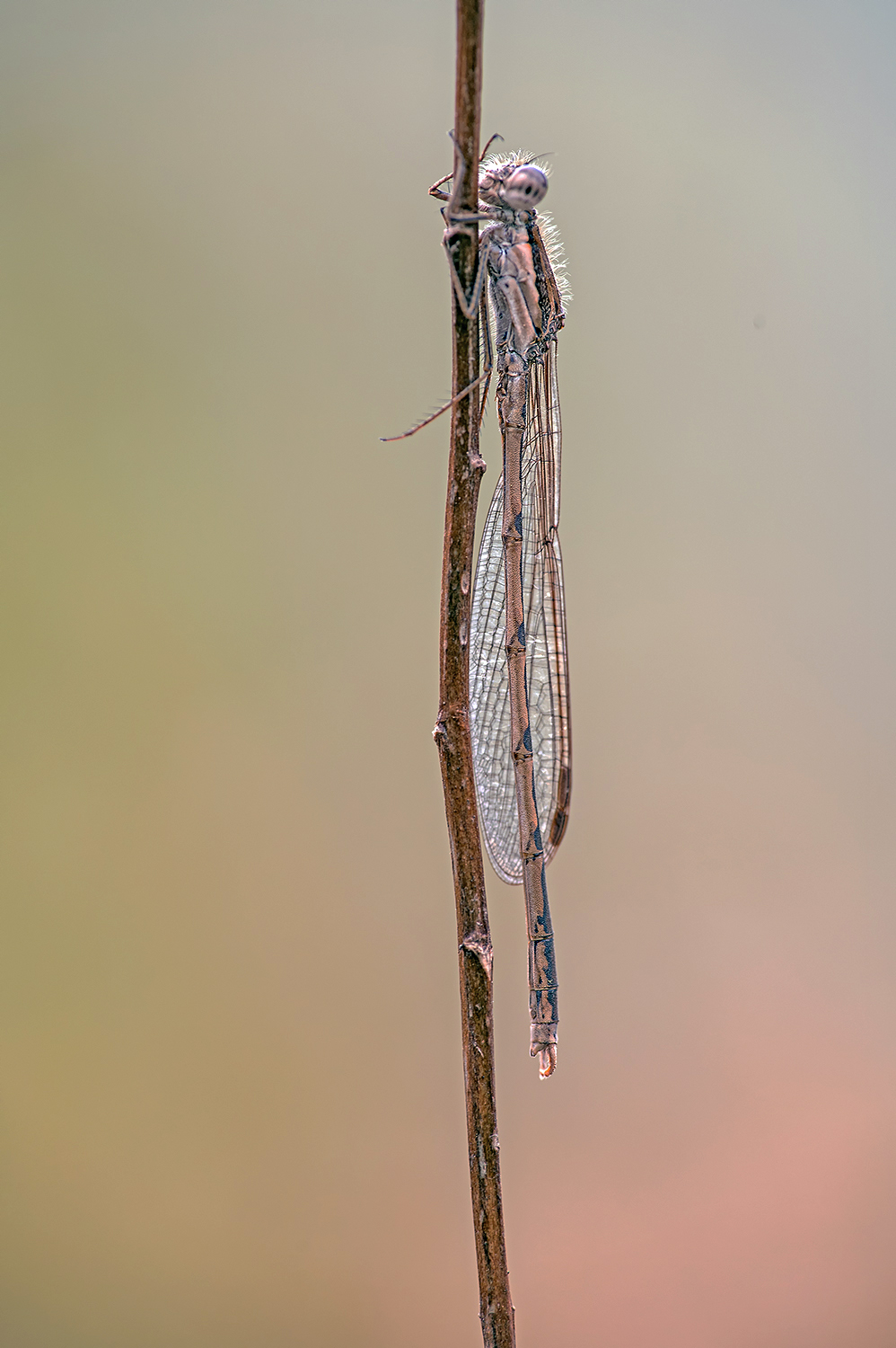 Sibirische Winterlibelle