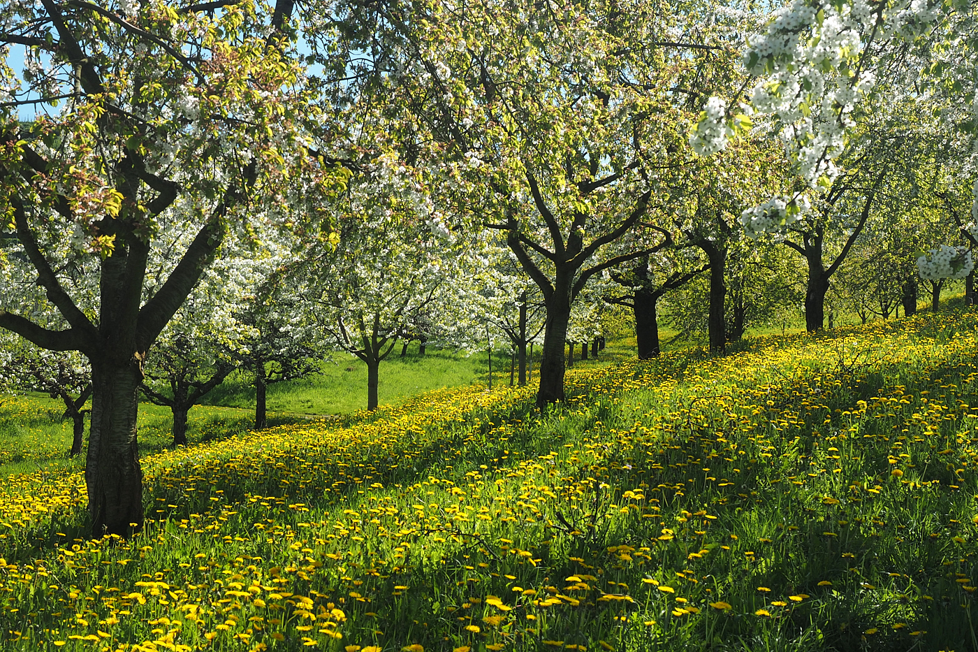 Frühlingsblick