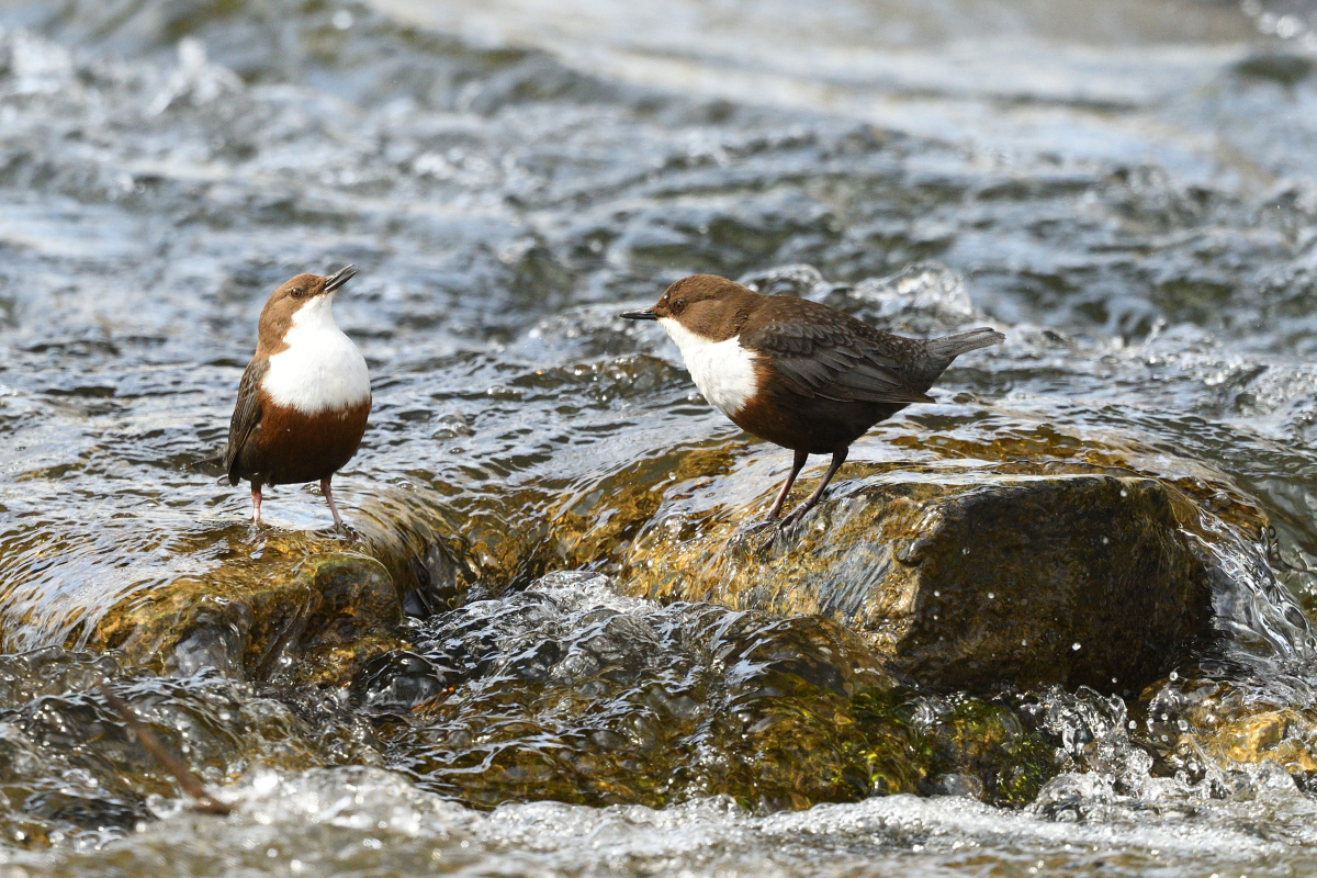 Balzverhalten der Wasseramseln