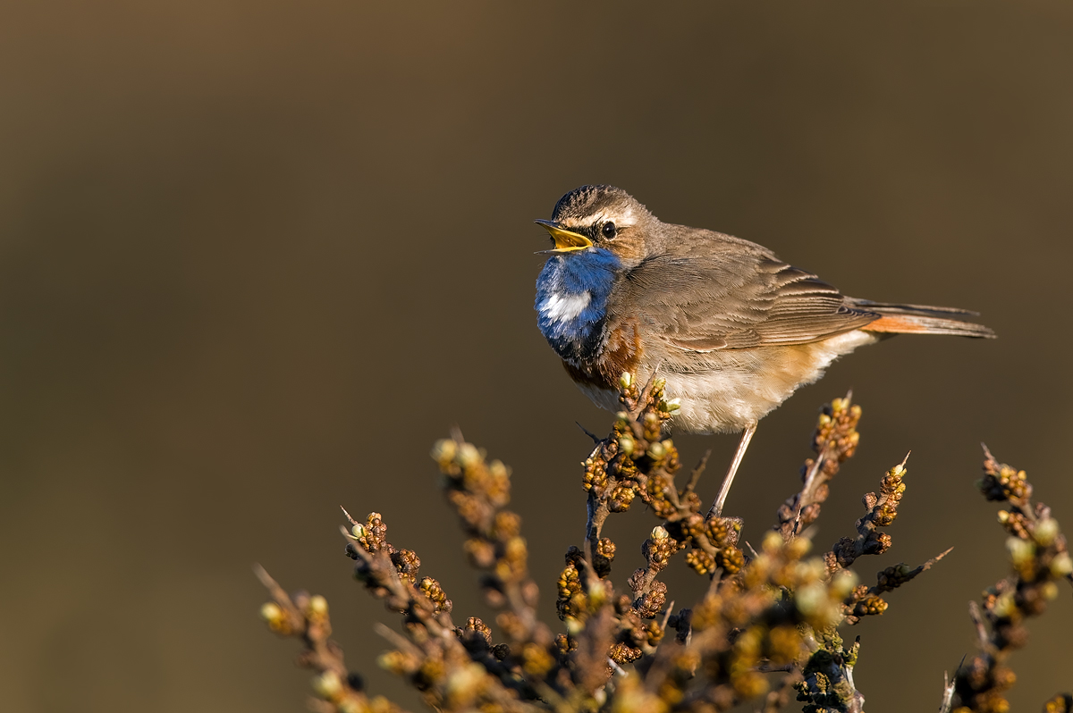Morgendlied Blaukehlchen