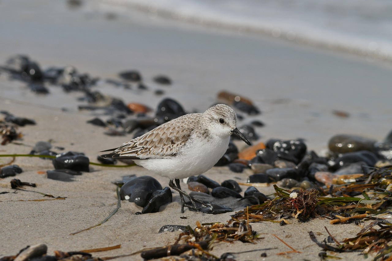 Ein Sanderling auf Nahrungssuche