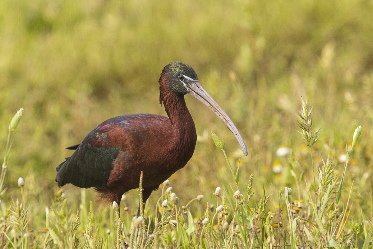 Brauner Sichler – Plegadis falcinellus