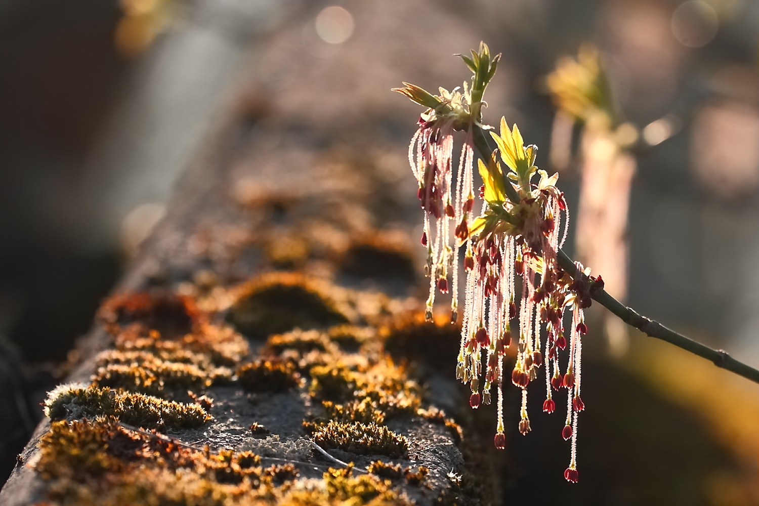 Frühling mit herbstlicher Tönung