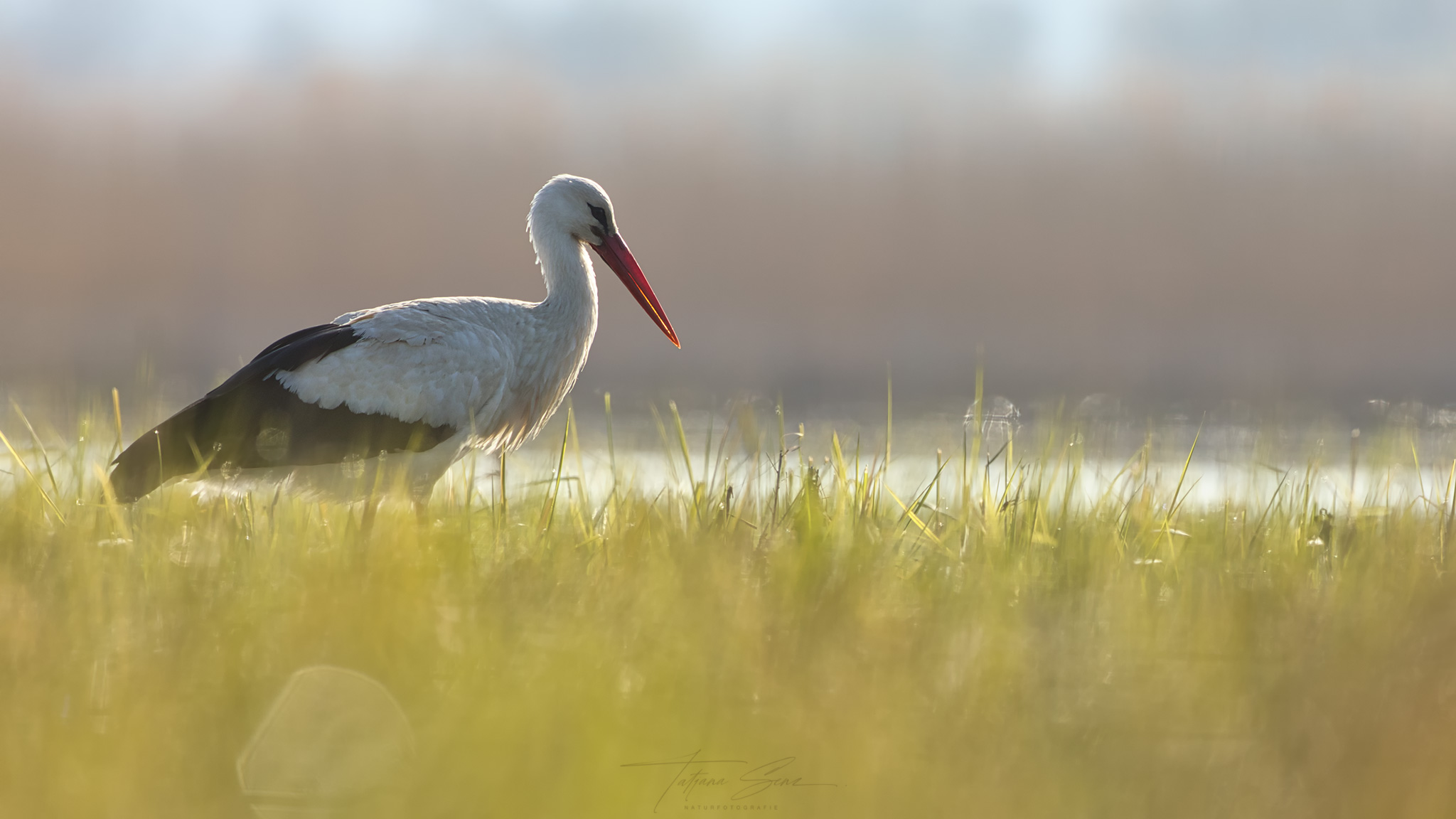 WEIßSTORCH im Tautropfen besetzten Gras bei Gegenlicht