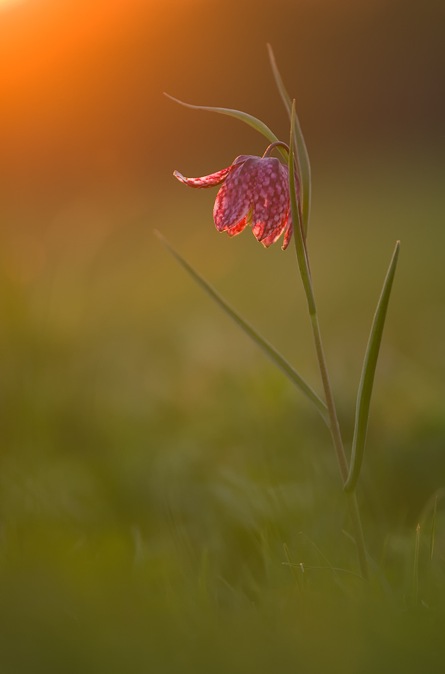 Schachblume im SU