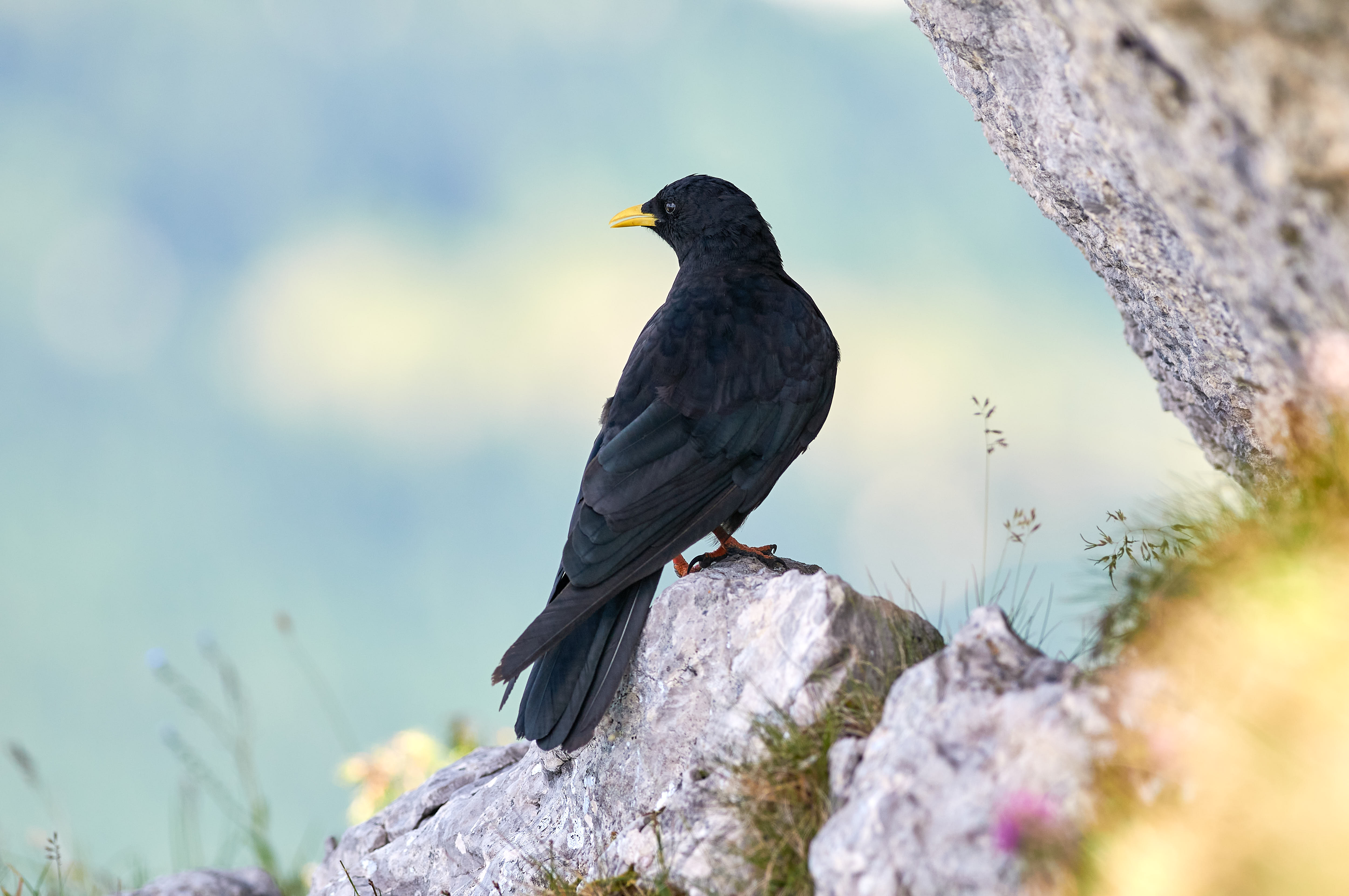 Alpendohle