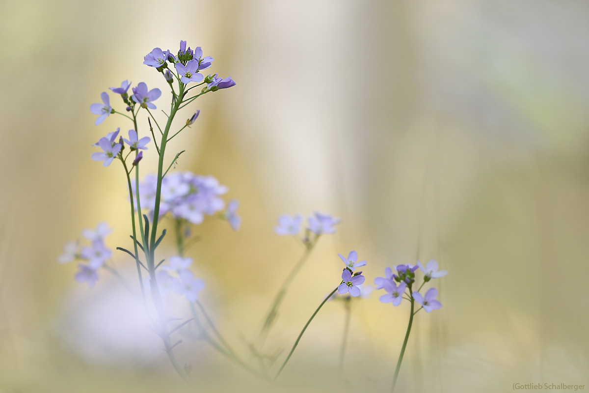 Wiesenschaum