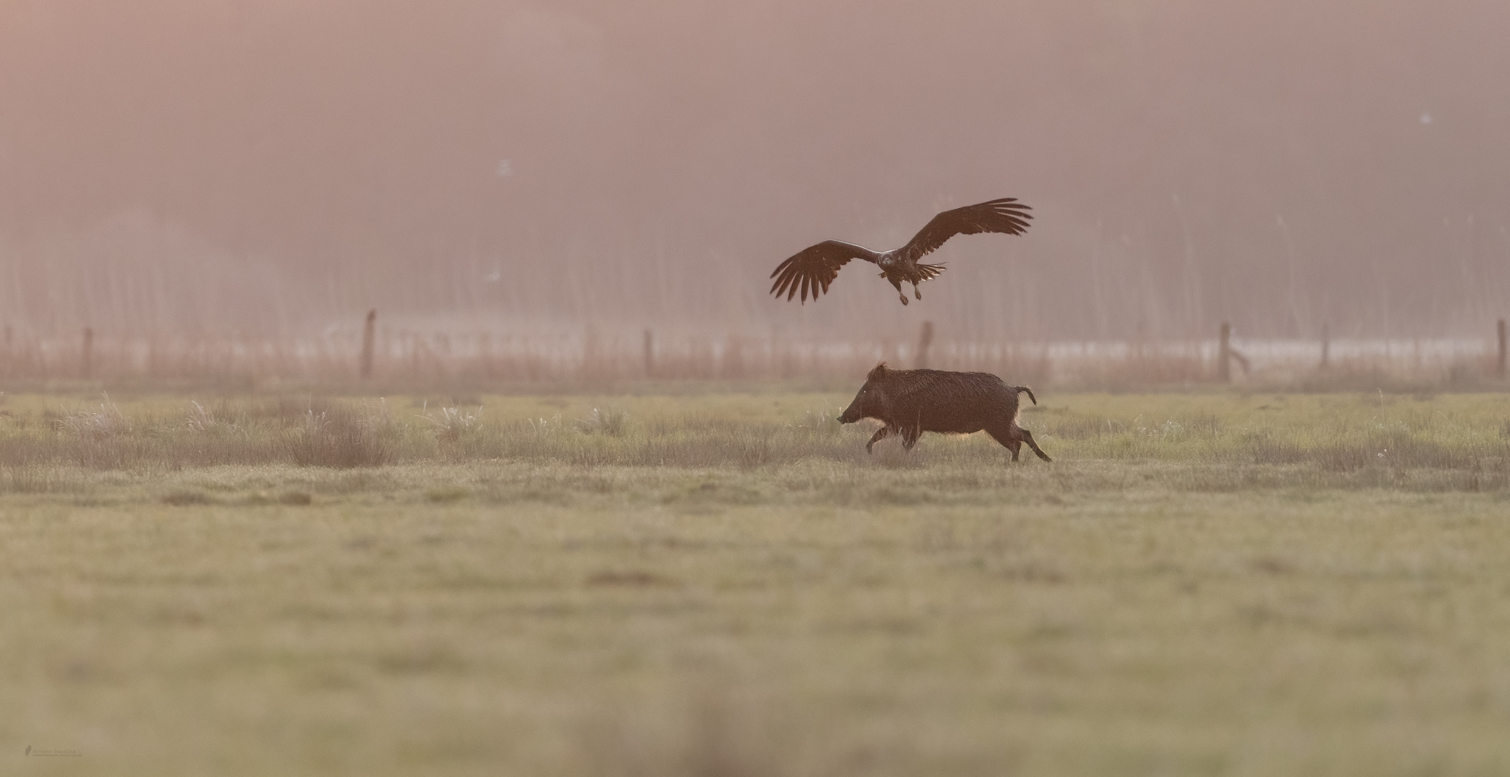 Schwein vs Adler Bild 2